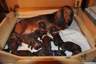 Jamniki d�ugow�ose